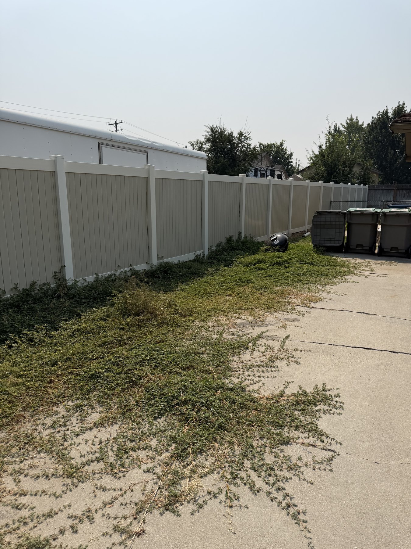 Overgrown area before cleanup